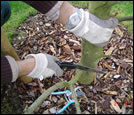 Pruning of fruit-trees and